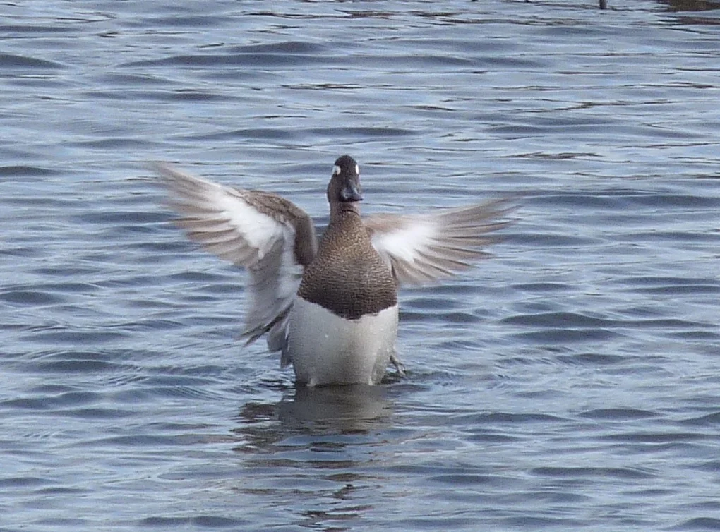 Garganey VP 11Apr13 a.JPG