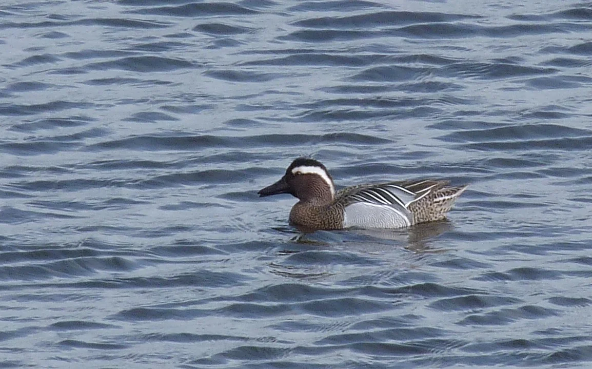 Garganey VP 11Apr13 b.JPG