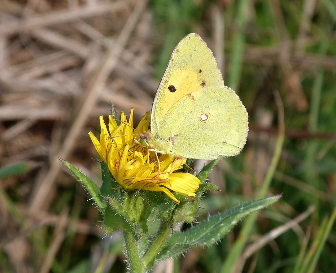 FL Clouded Yellow SSHS 26Aug13.jpg