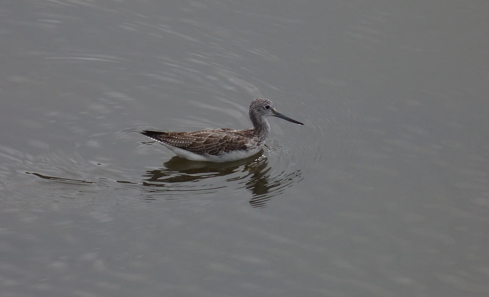 Greenshank Pulias 12Sep13.jpg