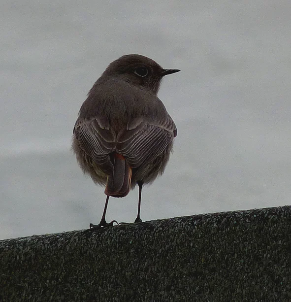 JAB Black Redstart STE 24Nov13.jpg