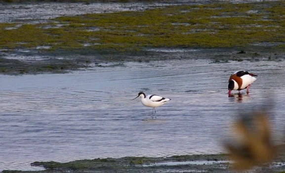 JABAvocet LEree 13Mar13.jpg