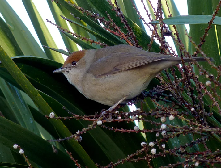 JAB Blackcap STE 26Dec13 ii.jpg