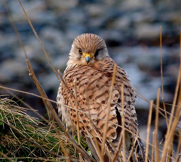 Kestrel FLC 13Mar13 a.JPG