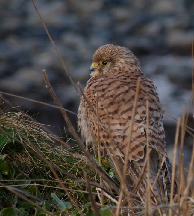 Kestrel FLC 13Mar13 b.JPG