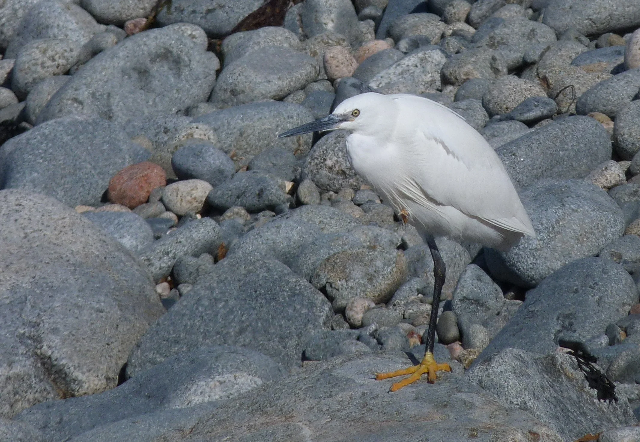 Little Egret Pulias 9Apr13.JPG