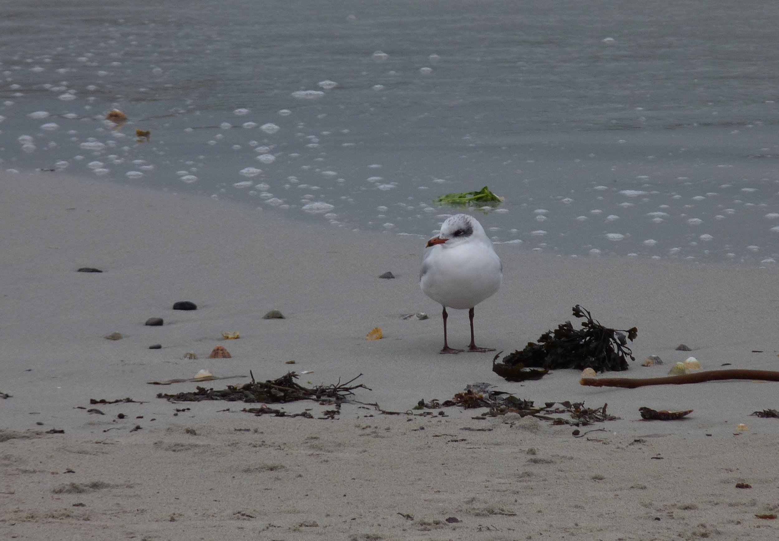 Med Gull Cobo 22Jan13.JPG