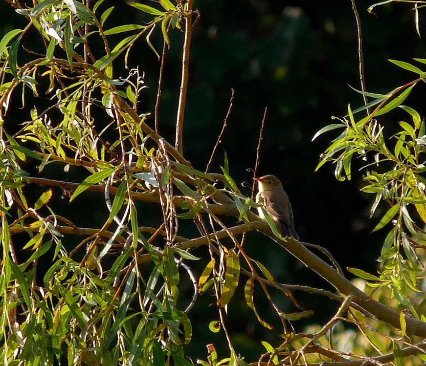 Melodious Warbler Bord 24Sep13 a.jpg