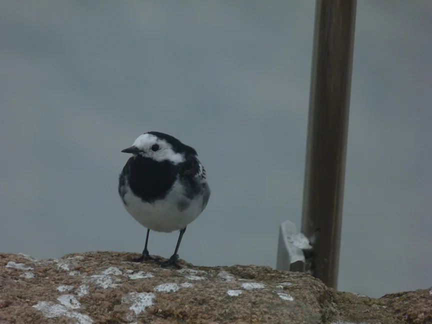 Pied Wagtail Cobo 1Mar13.jpg