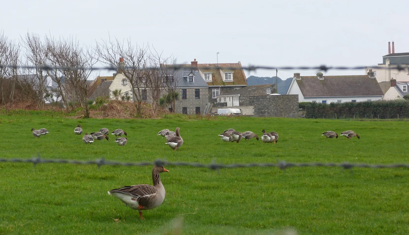 Pink-footed Goose LEree 7Jan13 a.JPG