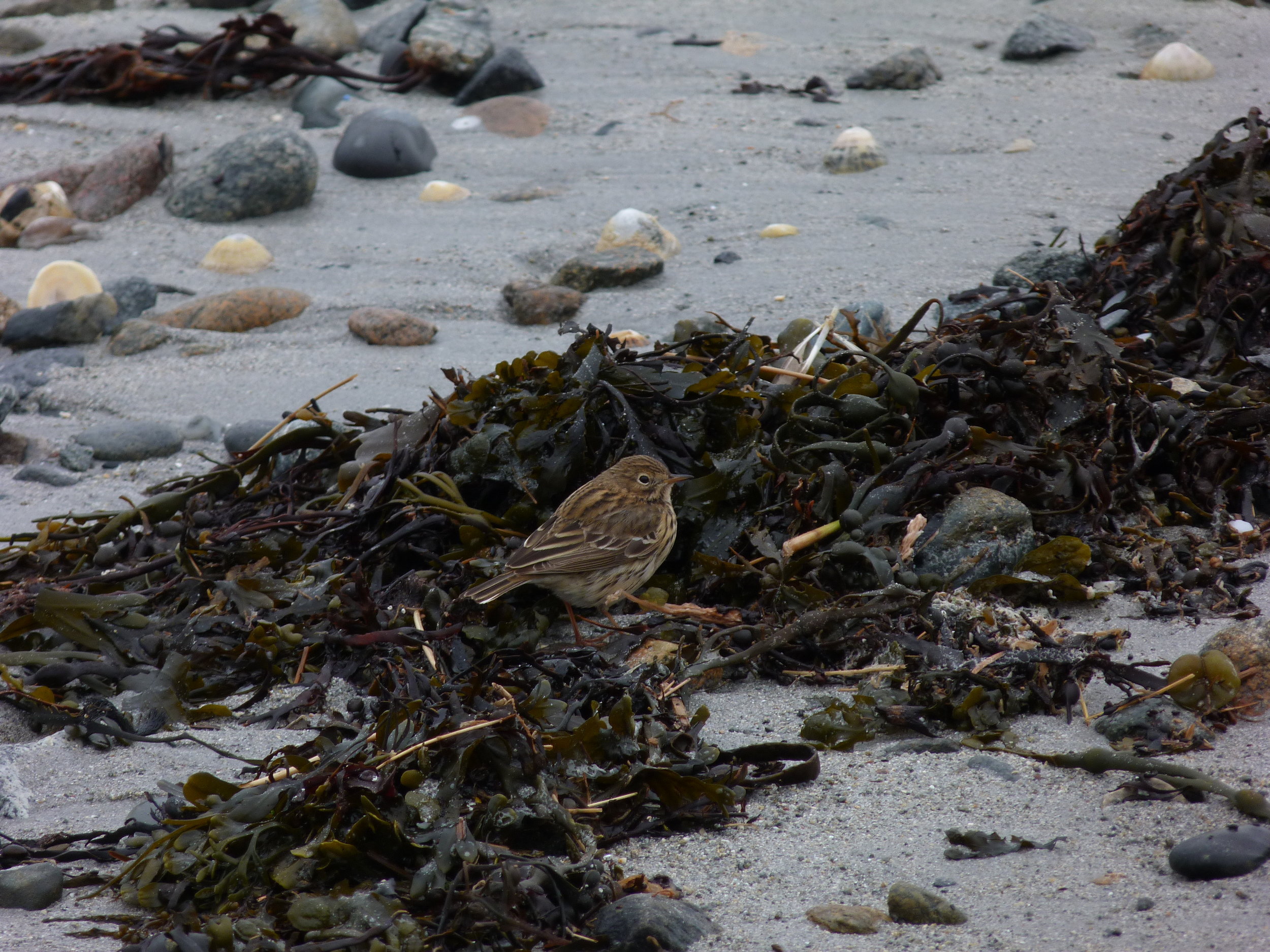Meadow Pipit Vaz 30Mar13.JPG