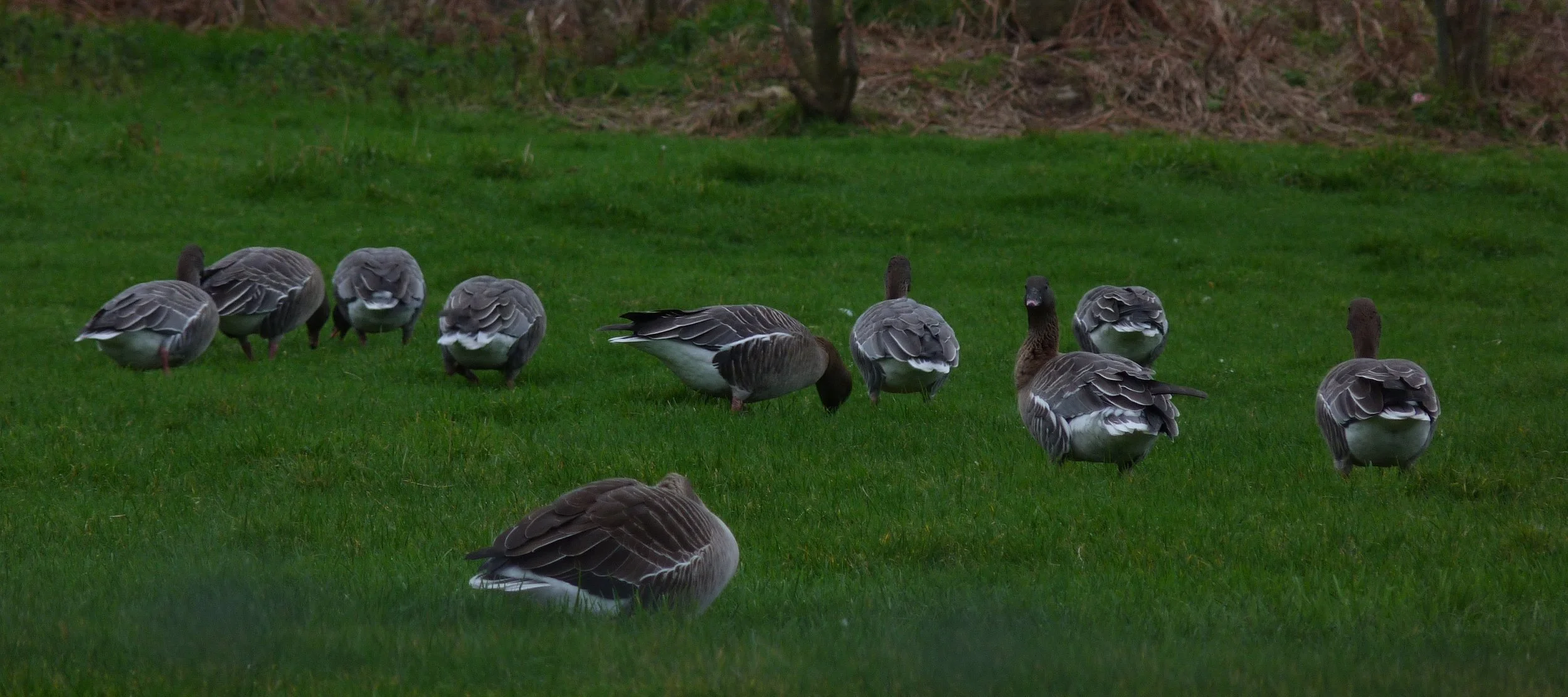 Pink-footed Goose LEree 7Jan13 c.JPG