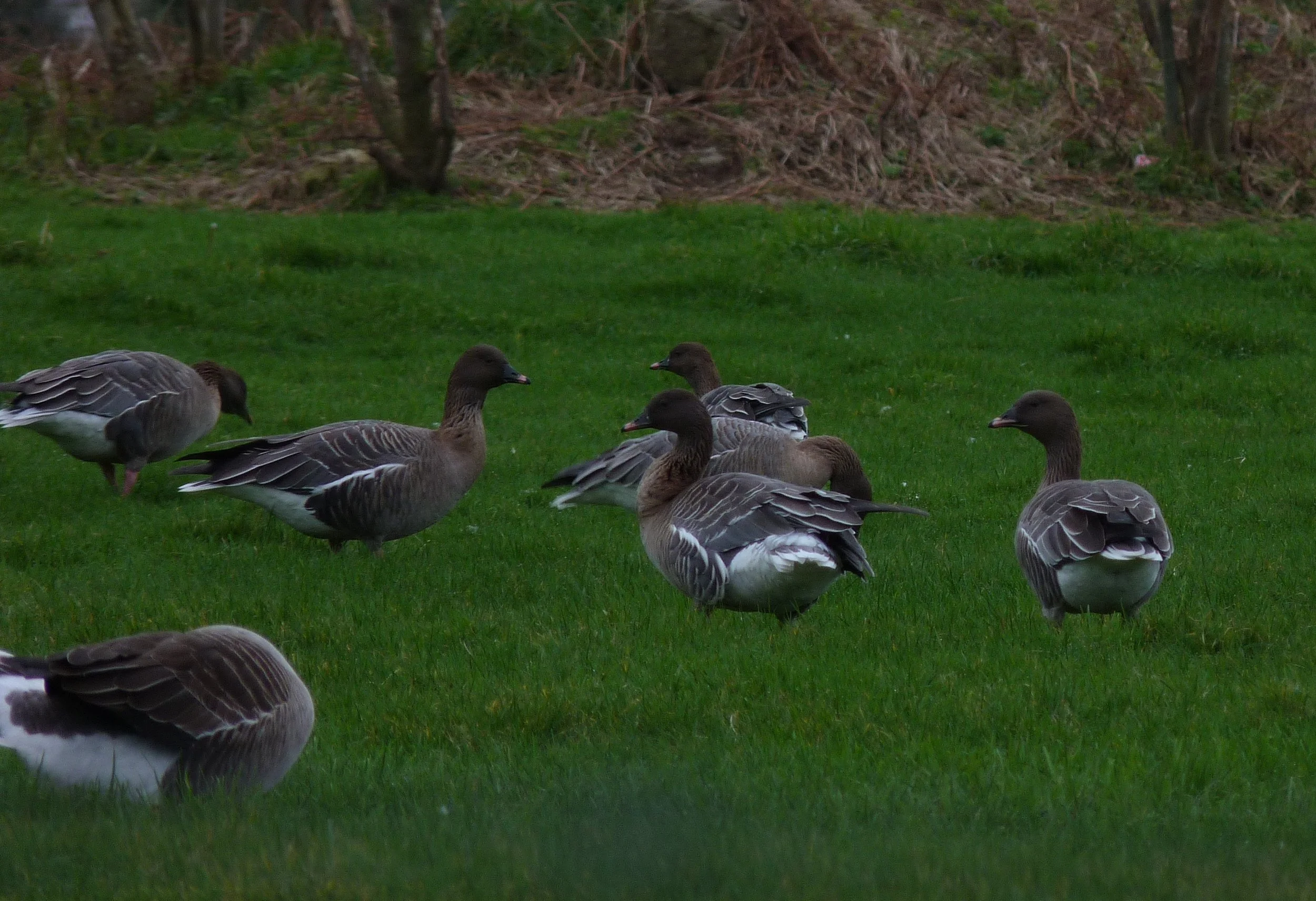 Pink-footed Goose LEree 7Jan13 b.JPG