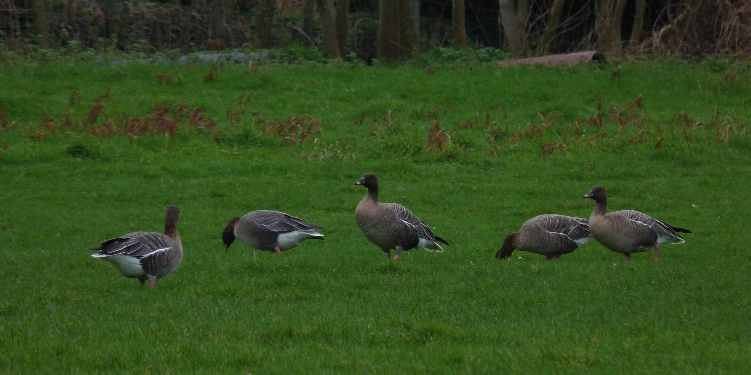 Pink-footed Goose LEree 7Jan13 d.JPG