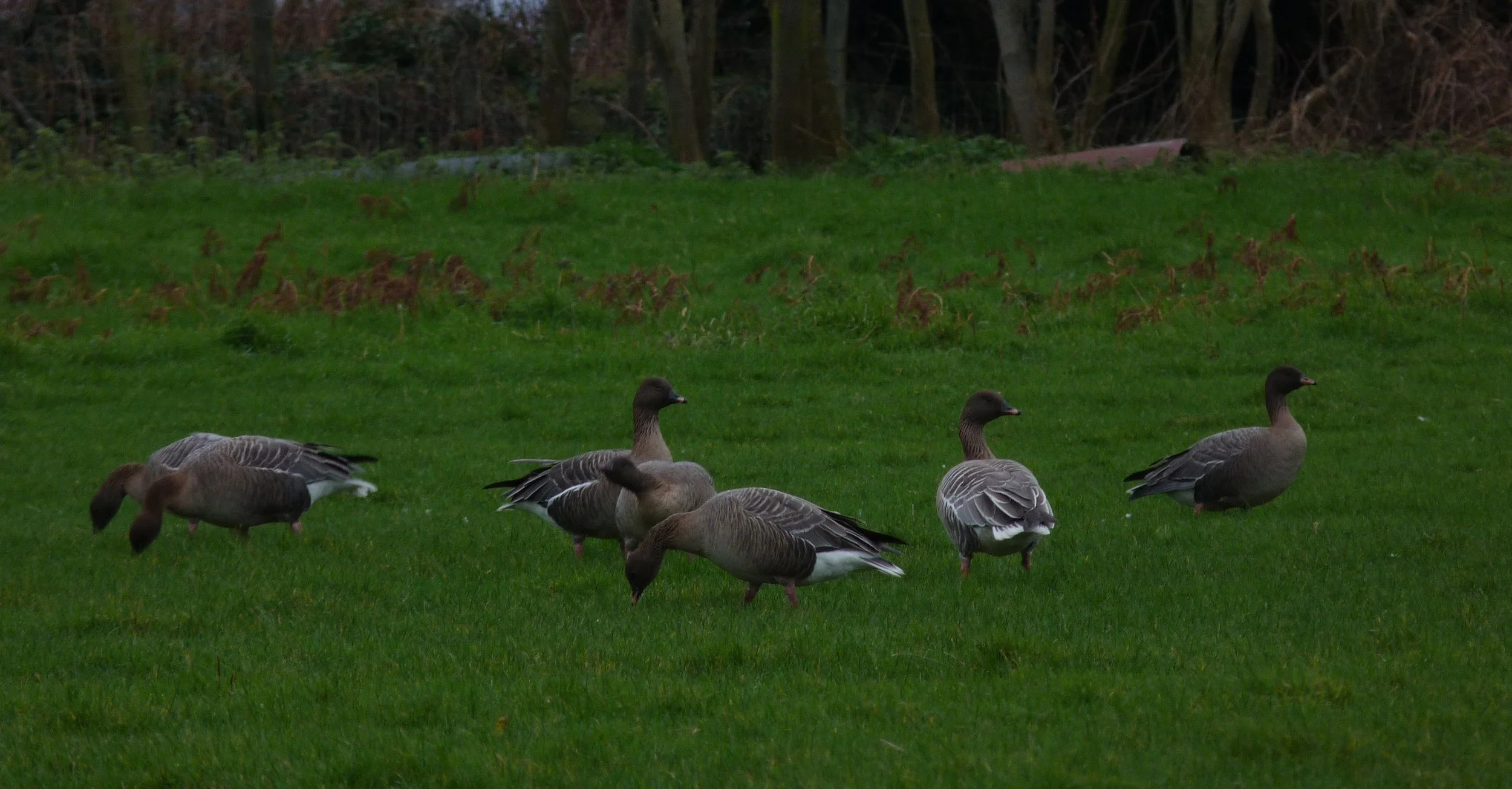 Pink-footed Goose LEree 7Jan13 e.JPG
