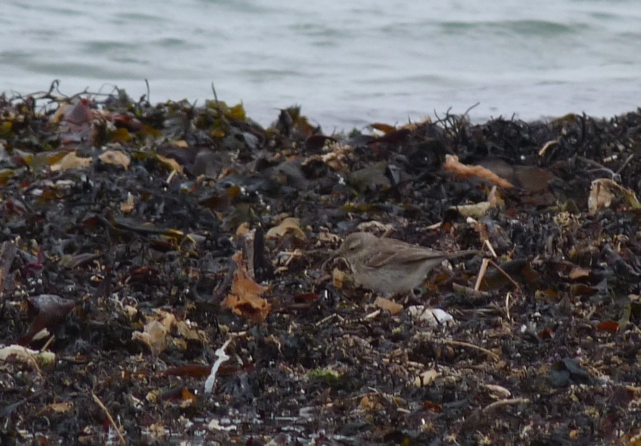 poss Water Pipit Vaz 7Apr13 c.JPG