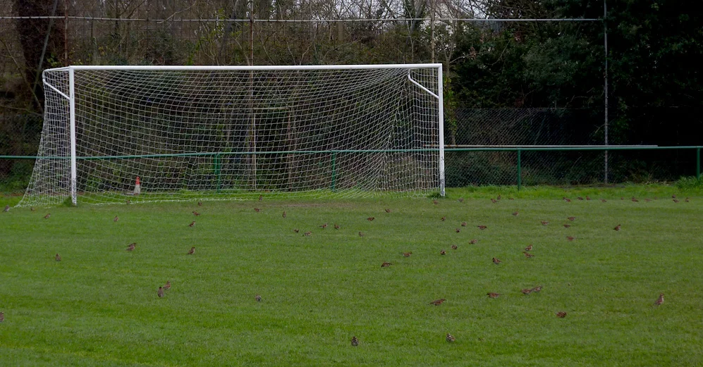 Redwings GFRd 19Jan13.JPG