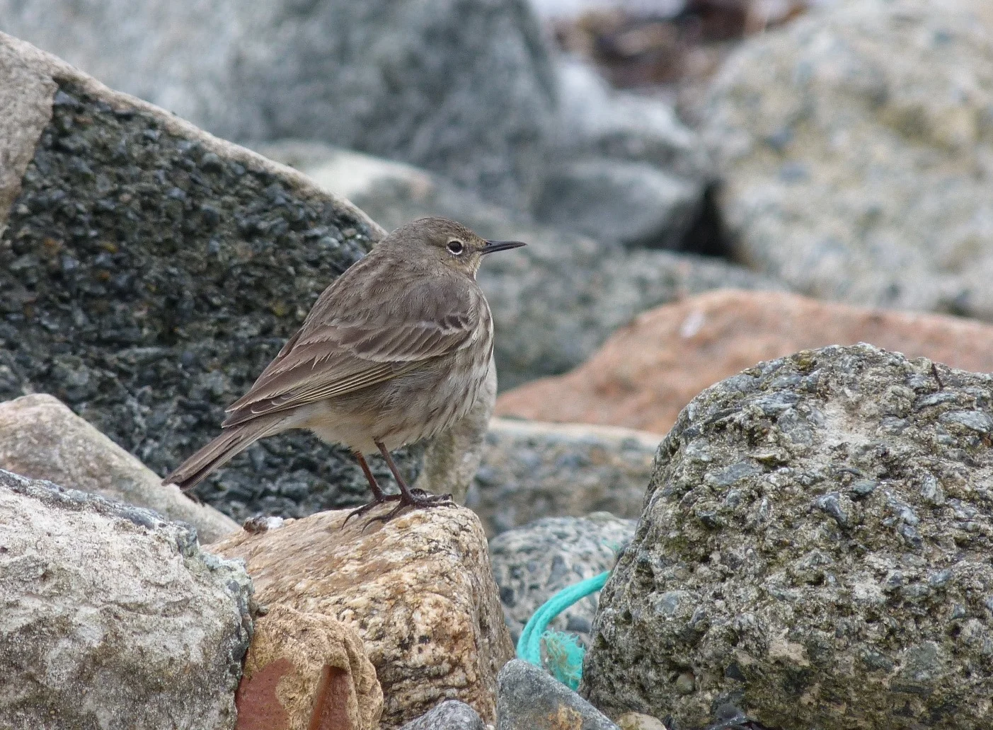 Rock Pipit Vaz 7Apr13.JPG