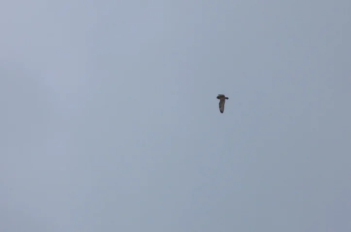 Short-eared Owl Baubigny 12Mar13.jpg