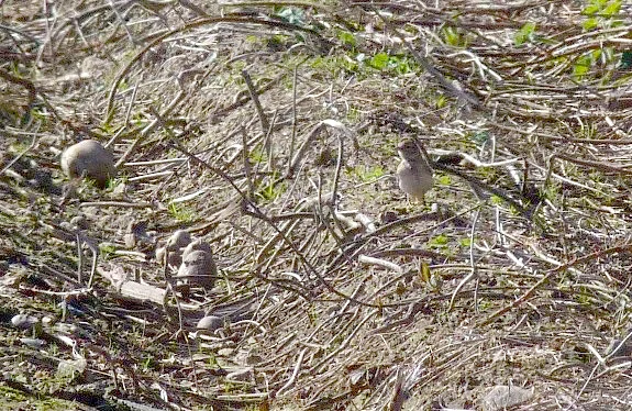 Short-toed Lark RDB 20Apr13 a.JPG
