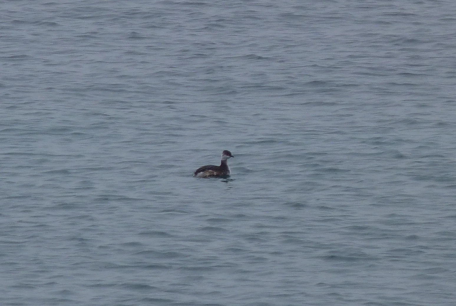 Slav Grebe LEree 7Apr13.JPG