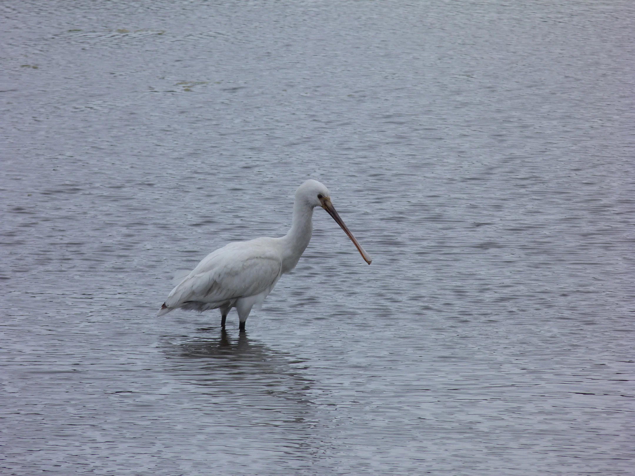 Spoonbill CM 8May13 a.JPG