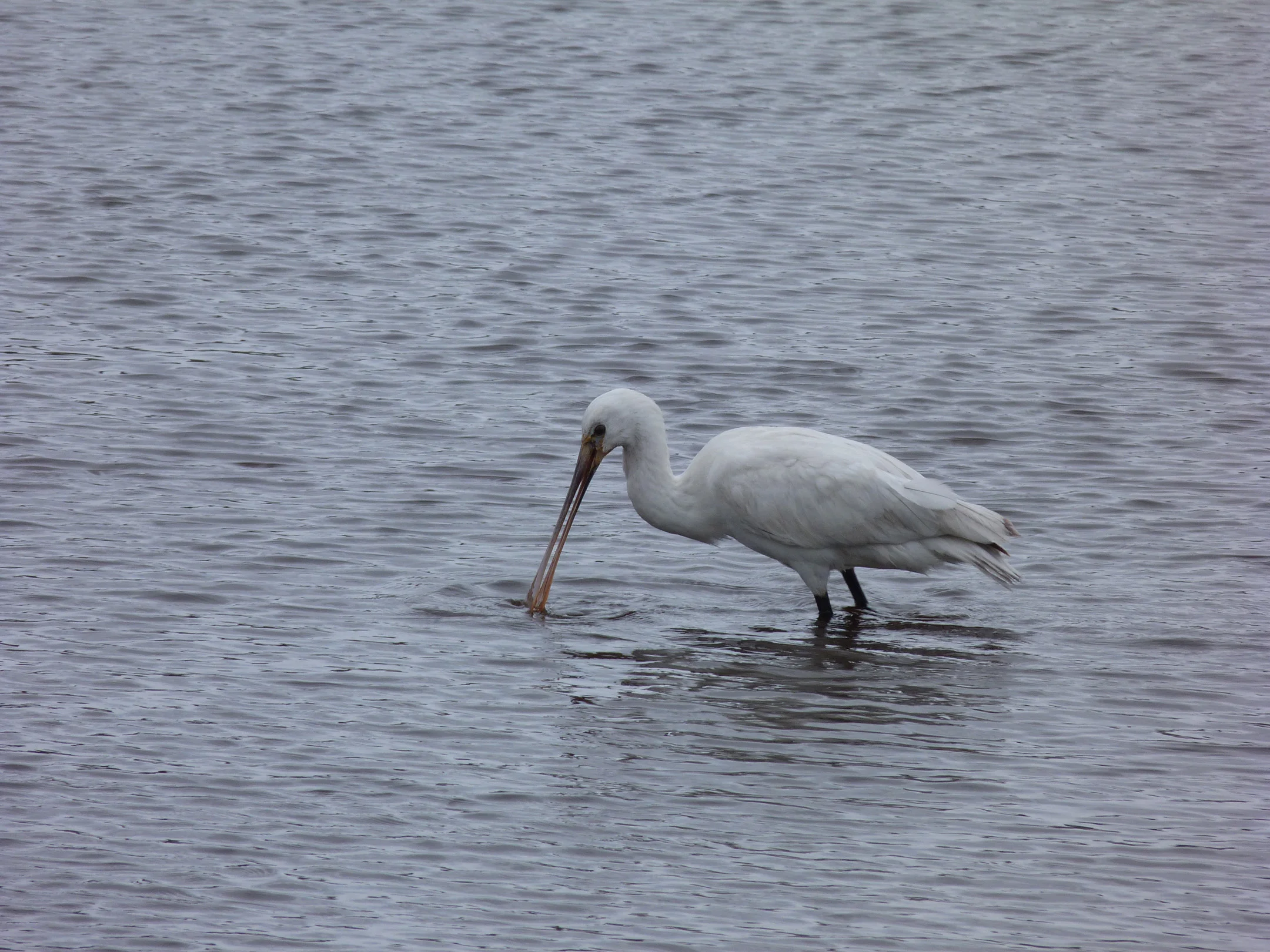 Spoonbill CM 8May13 b.JPG