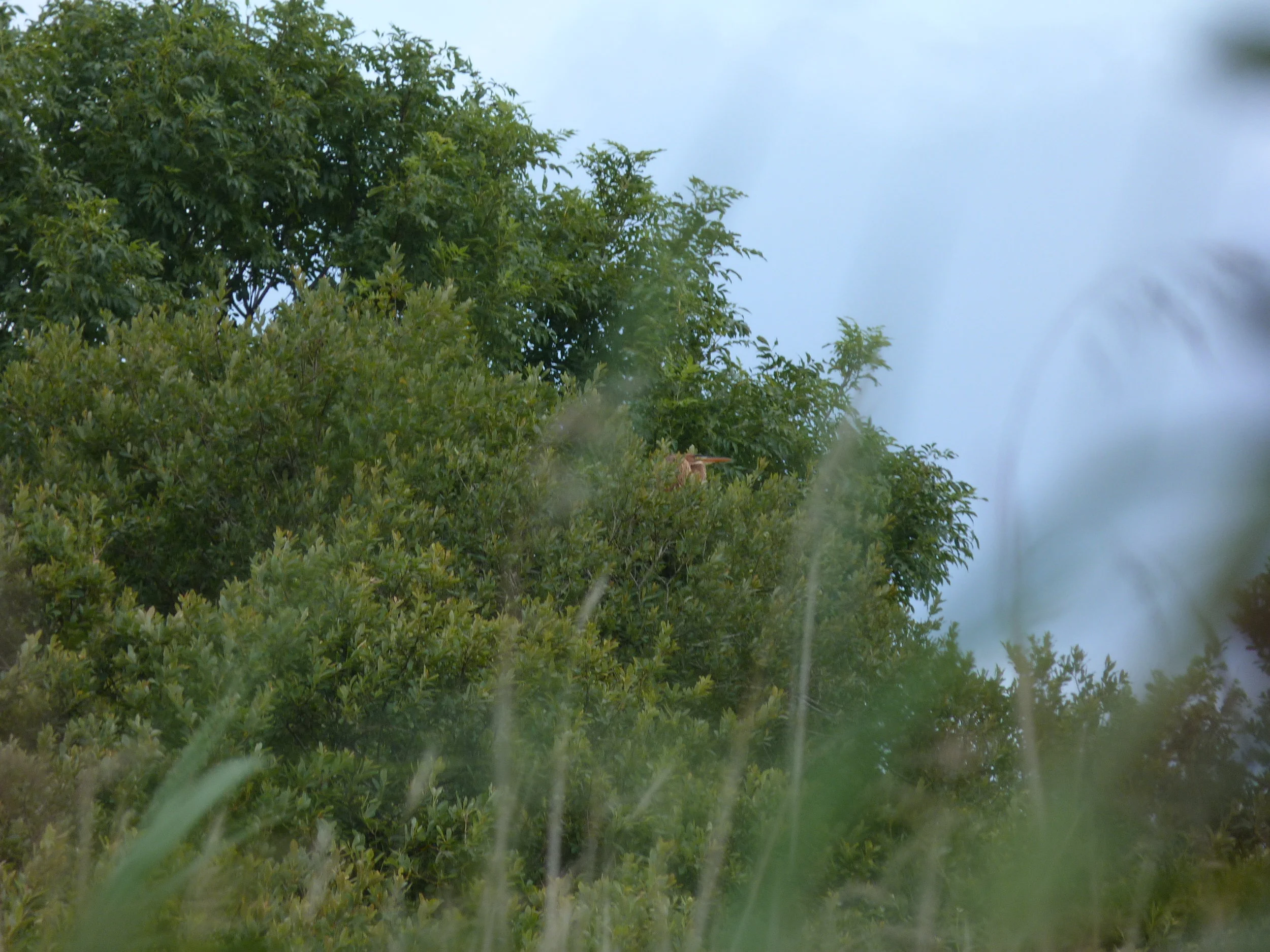 Purple Heron RDB 29Jul13.JPG