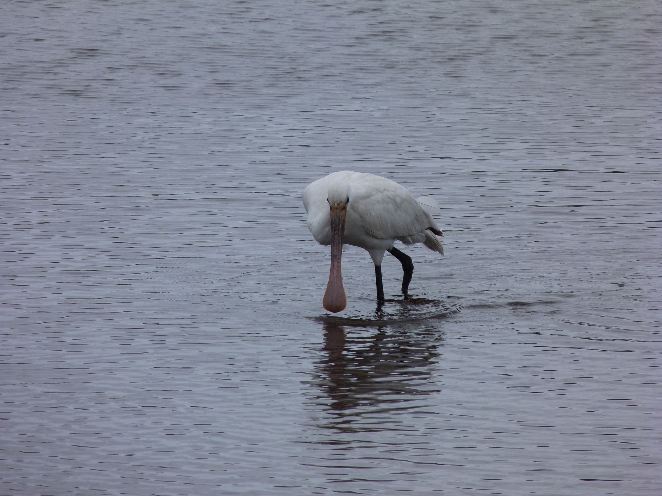 Spoonbill CM 8May13 c.JPG