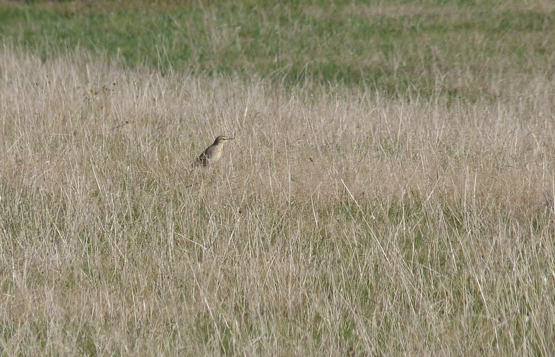 Tawny Pipit CreuxMahie 22Sep13 a.jpg