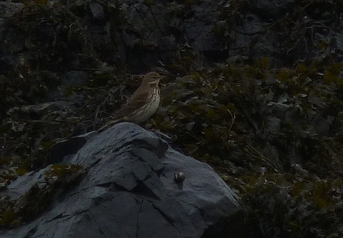 Water Pipit BGB 2Jan13 edit.jpg