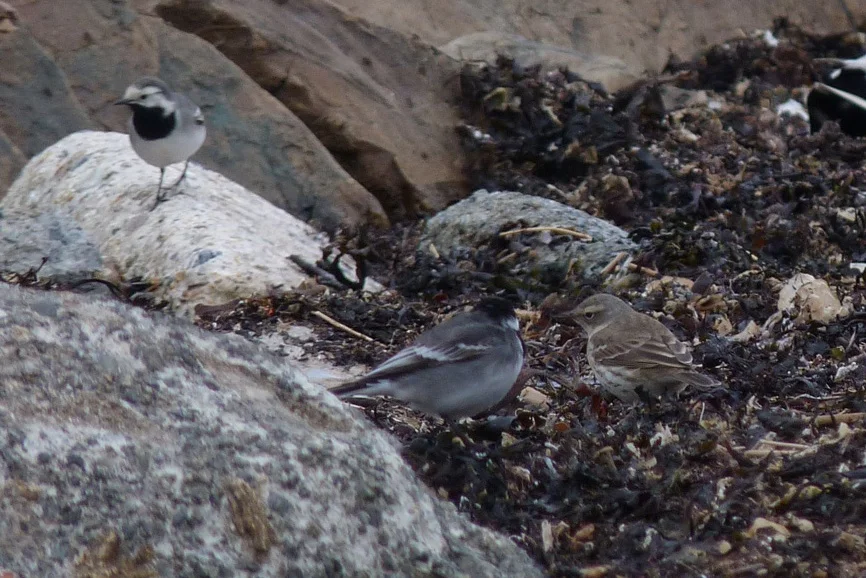 Water Pipit Vaz 7Apr13 a.JPG