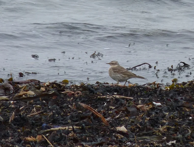 Water Pipit Vaz 7Apr13 b.JPG