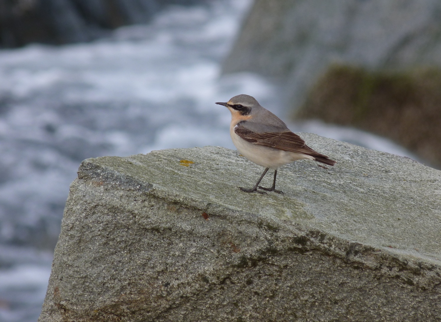 Wheatear FtDoyle 14Apr13 b.JPG