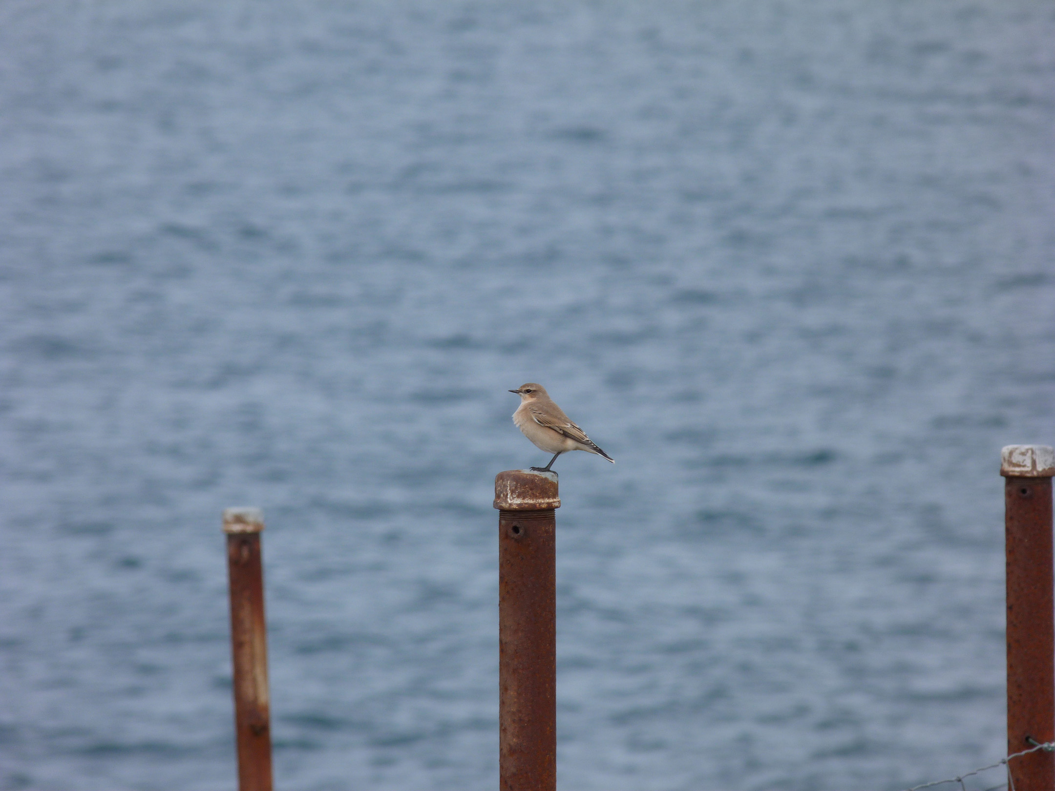 Wheatear FtHommet 12Sep13.jpg
