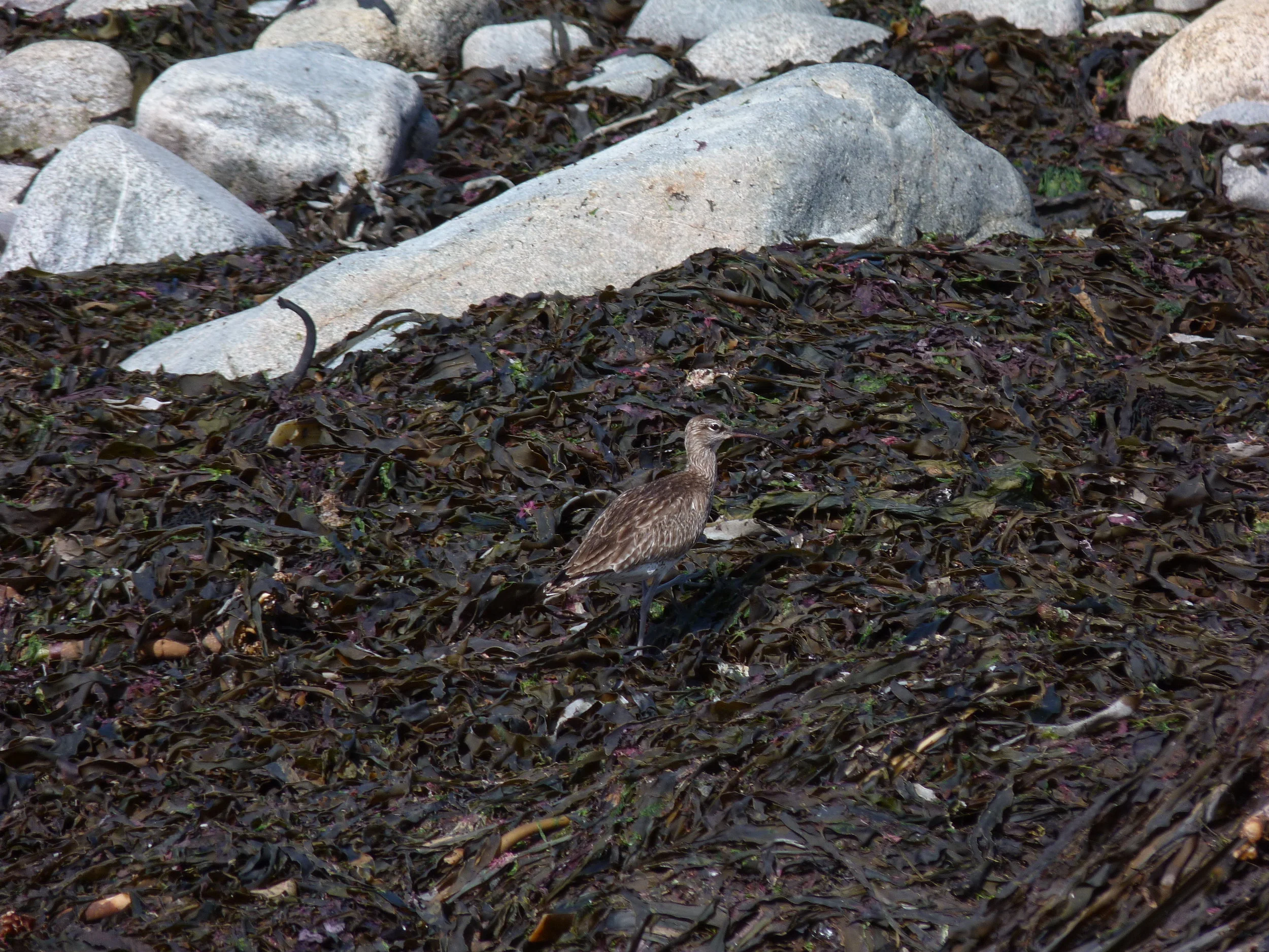 Whimbrel Pulias 13May13.JPG