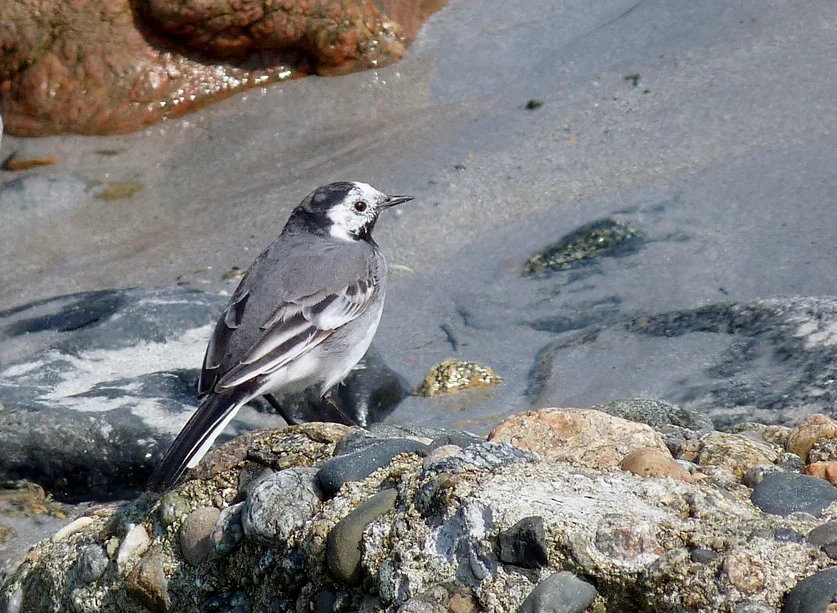 White Wagtail Vazon 28Mar13.JPG
