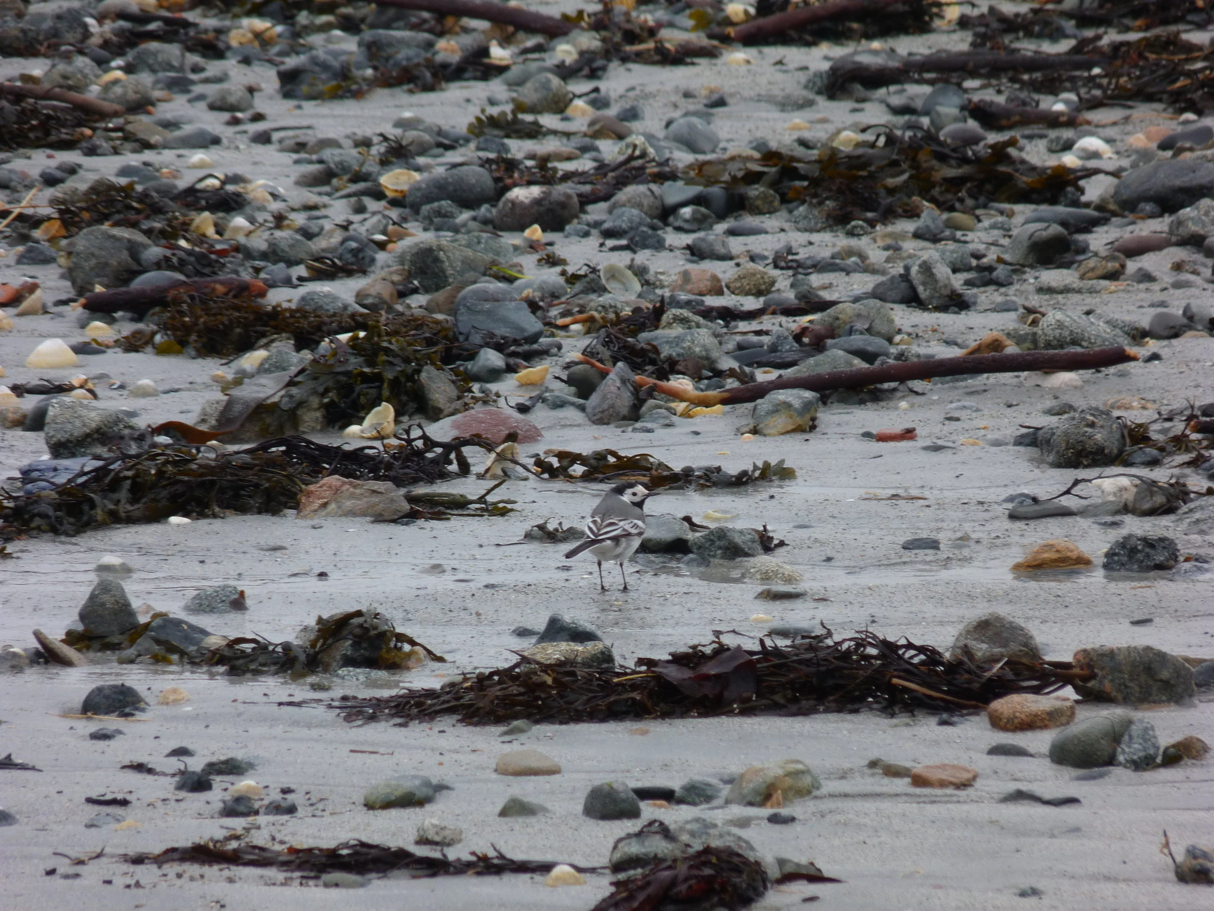 White Wagtail Vaz 30Mar13.JPG