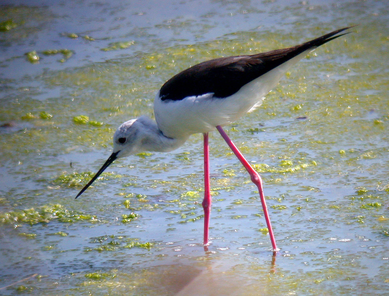 Black-winged Stilt for BN.jpg