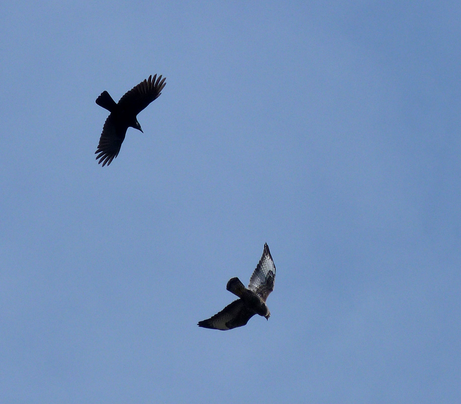 Buzzard STE 25Sep11.JPG