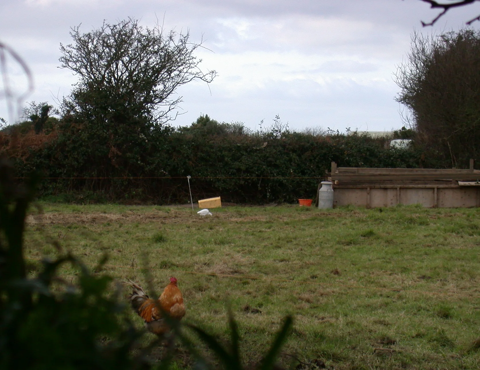 Cattle Egret Rue des Rocquettes 11Jan11 a.JPG