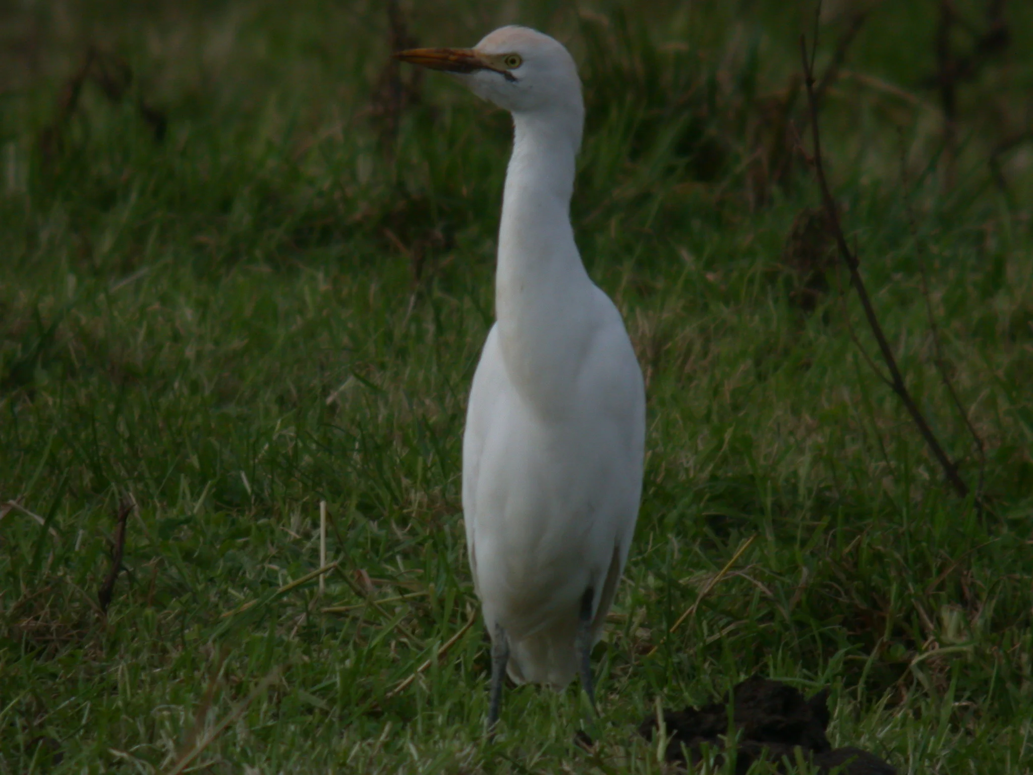 Cattle Egret Rue des Rocquettes 11Jan11 c.JPG