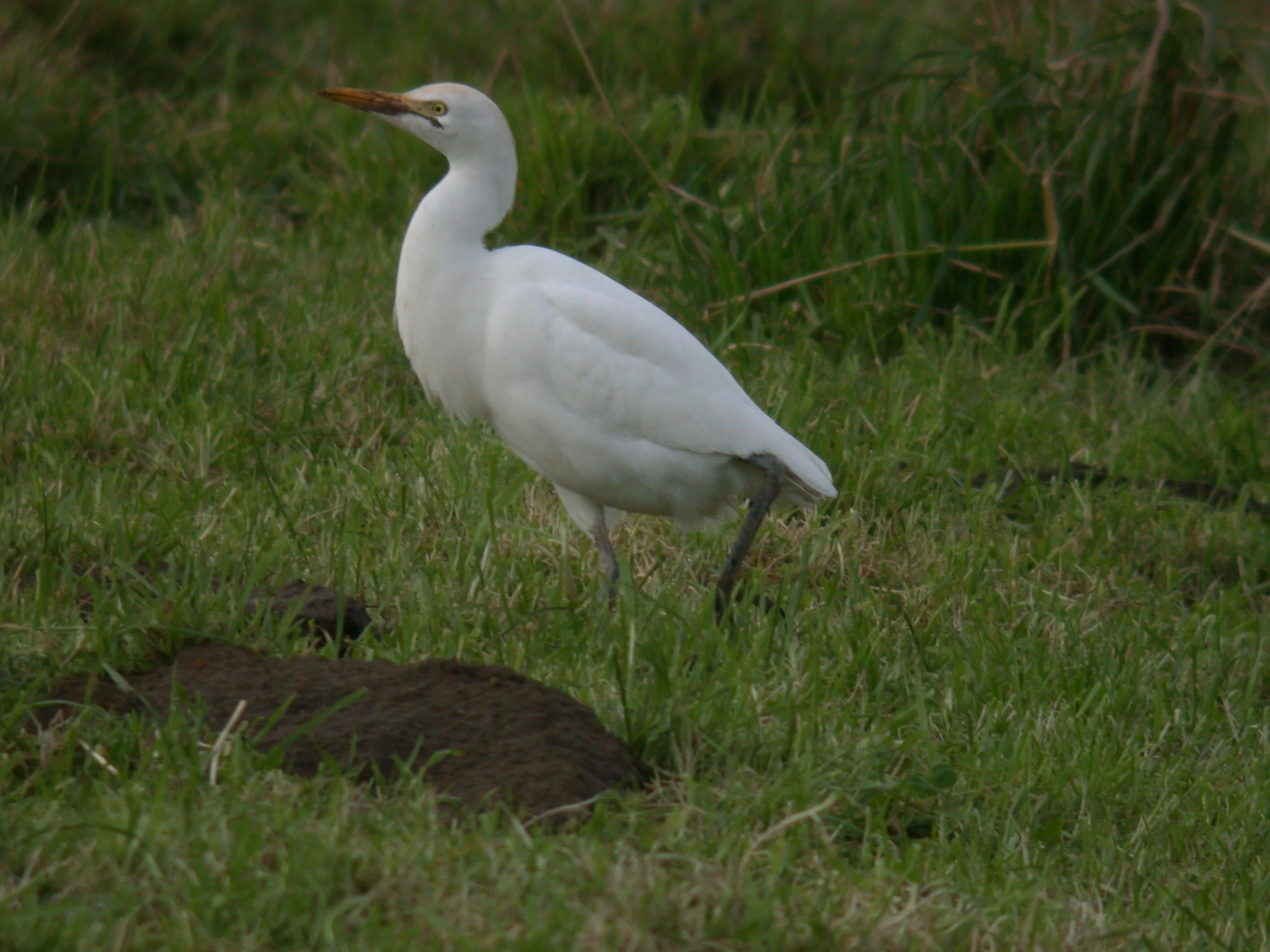 Cattle Egret Rue des Rocquettes 11Jan11 e.JPG