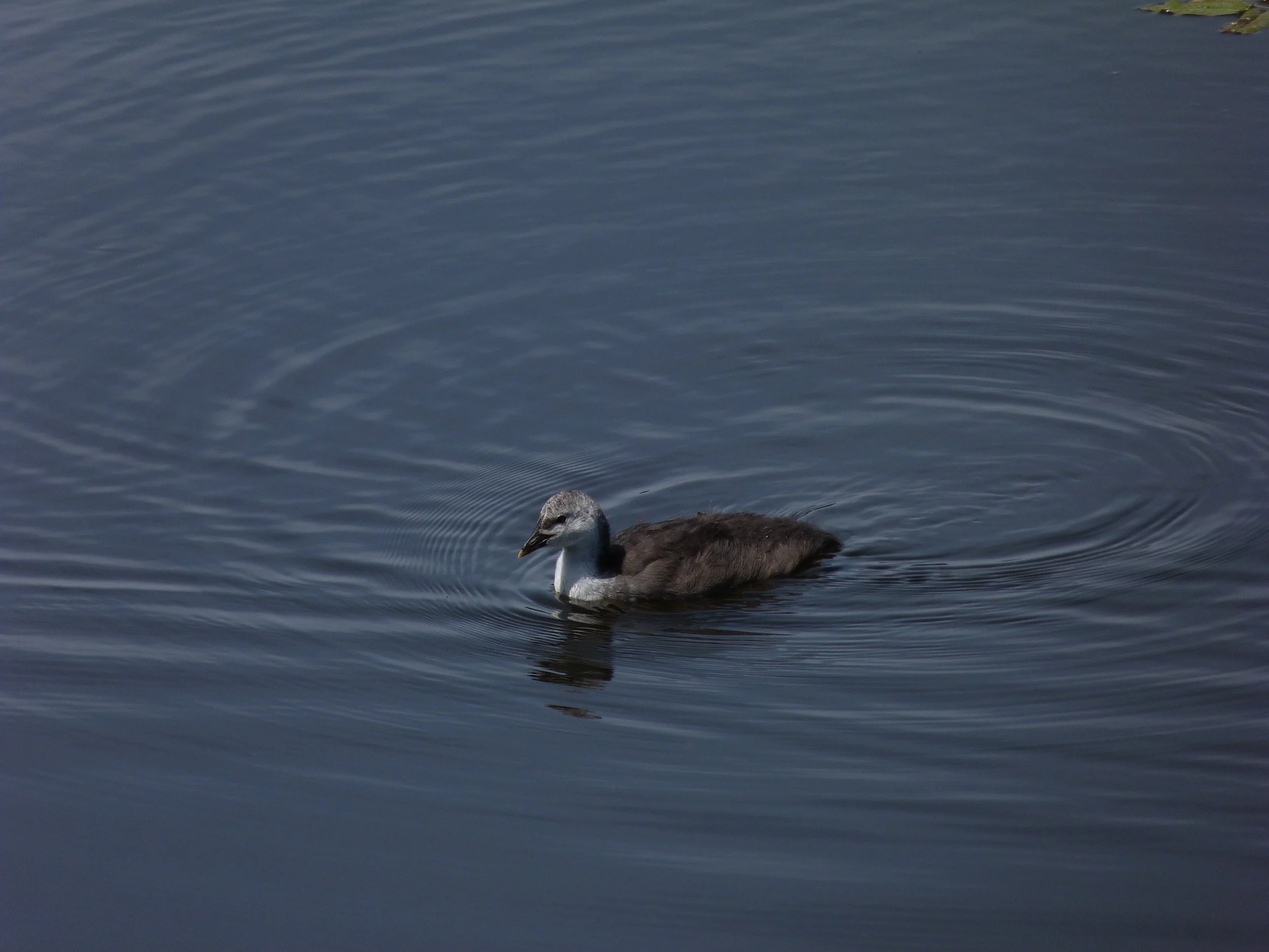 Coot juv Res 4Jul11.JPG