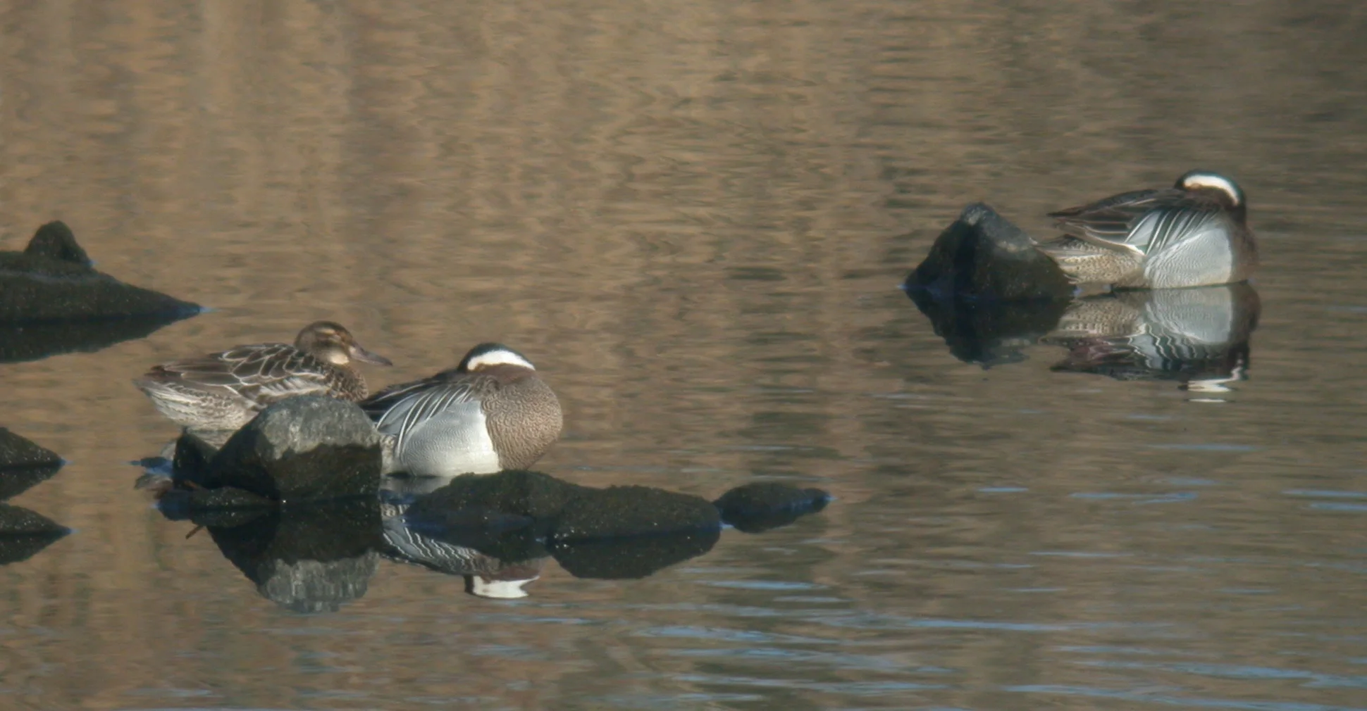 Garganey Vale Pond 22Mar11 a.JPG