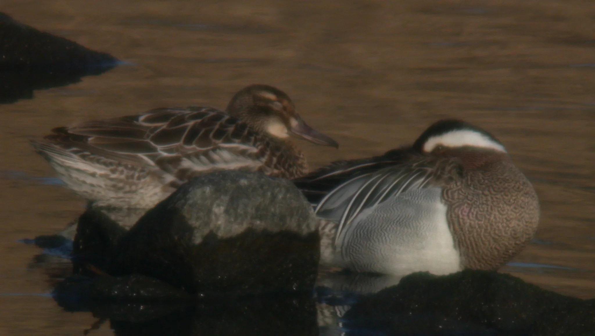 Garganey Vale Pond 22Mar11 c.JPG