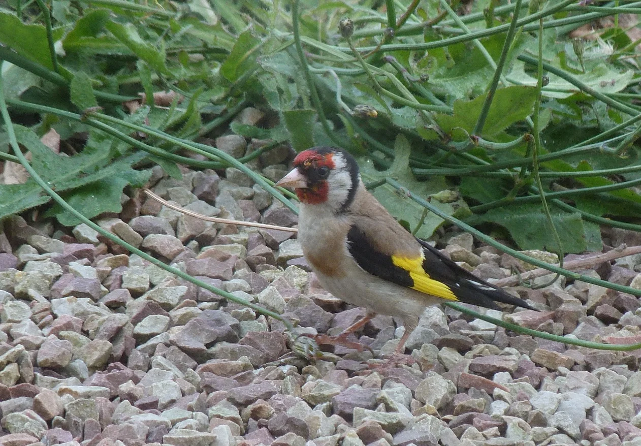 Goldfinch STE Aug11.JPG