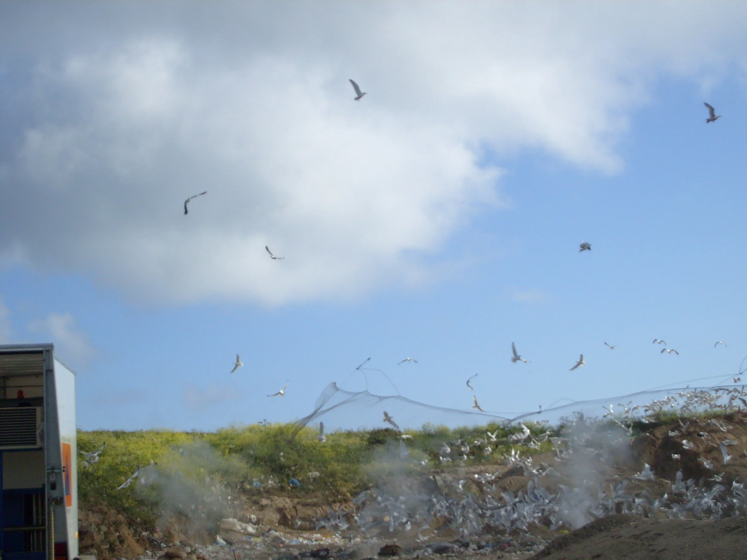 Gull ringing 5.JPG