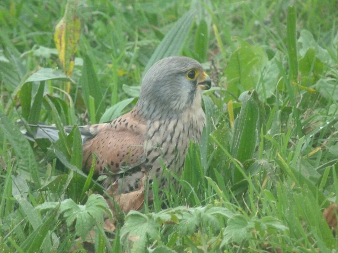 Kestrel Bordeaux 22Dec11 a.JPG
