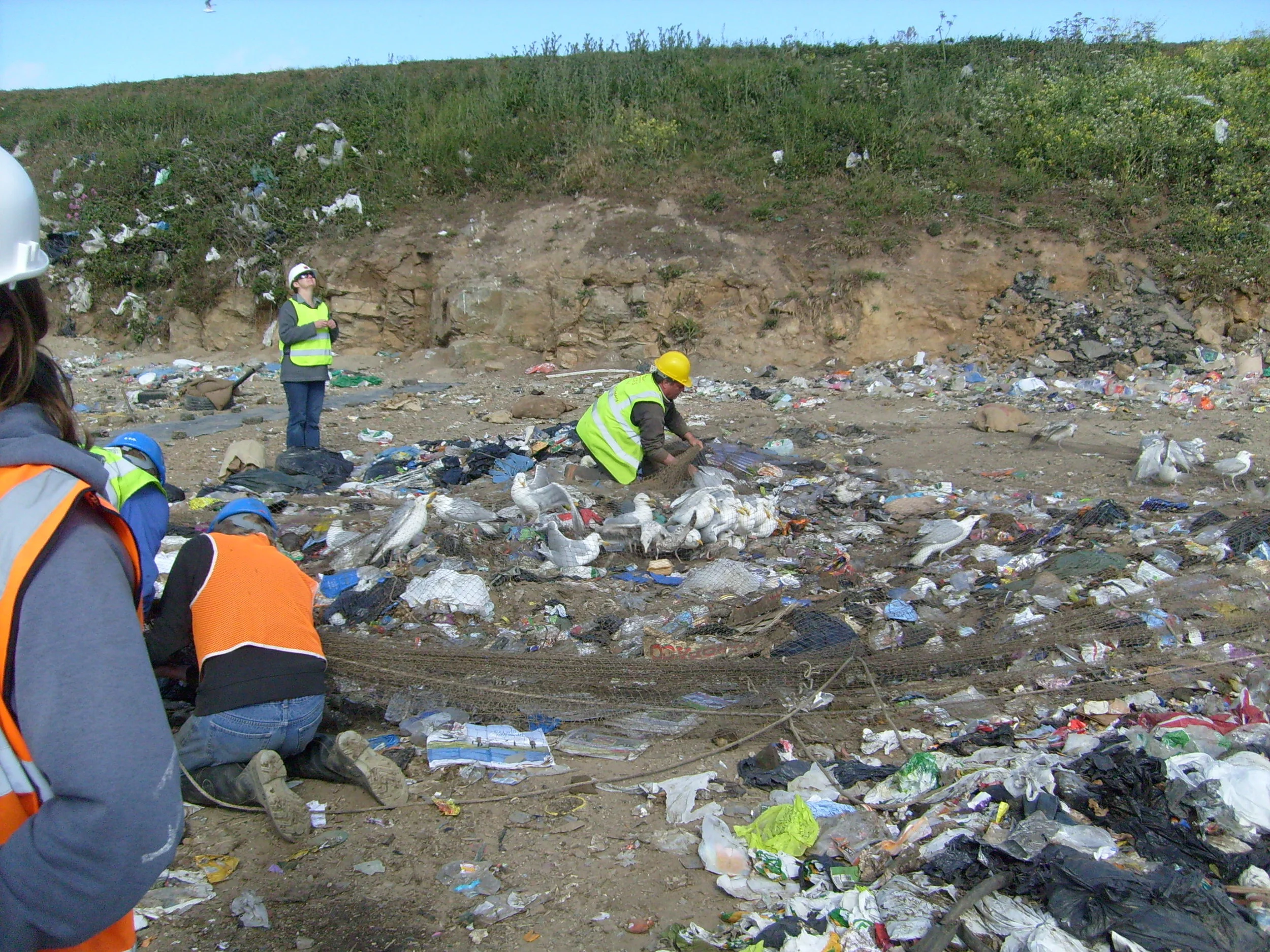 Gull ringing 9.JPG